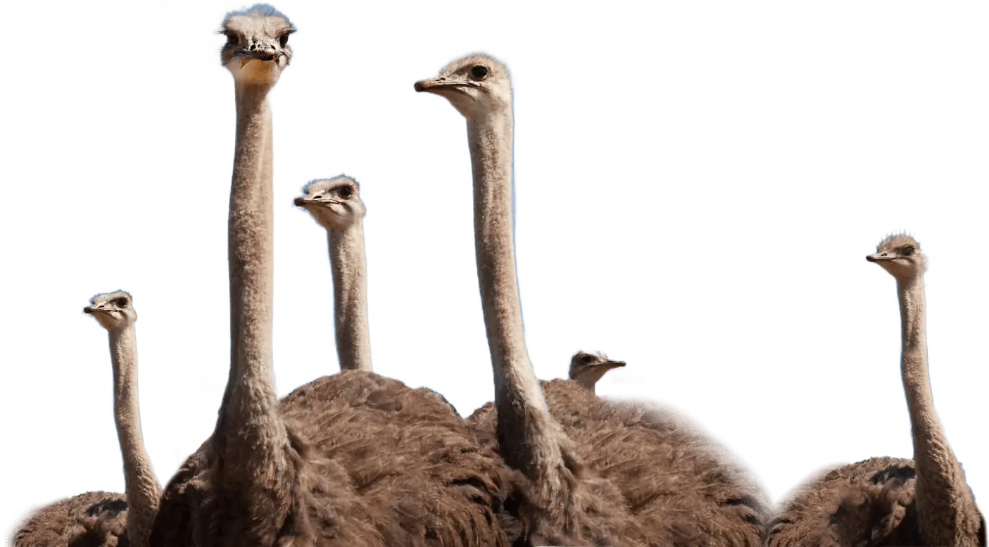 Un troupeau d'autruches